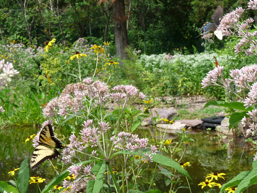 Butterflies