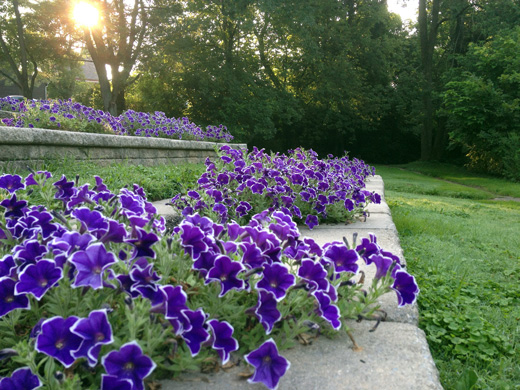 Purple Petunias