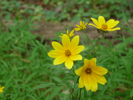 Wild flowers